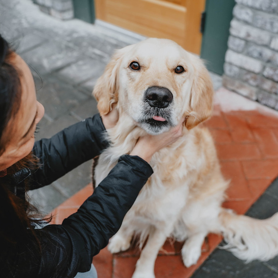 Woman petting Golden Retriever looking at camera