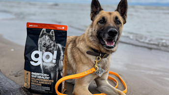 Brown Shepherd dog sitting on the beach beside GO! kibble bag