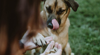NF - In-Blog Image - Dog Large Breed Kibble