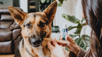 German Shepherd dog getting its teeth brushed