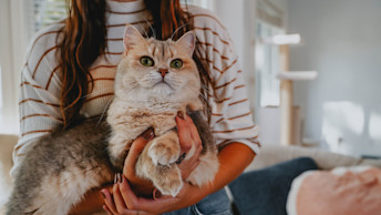 Cat being held