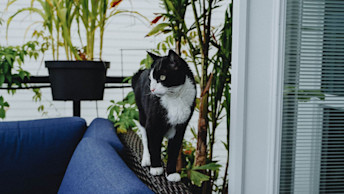 Black and white cat walking on patio set outside