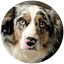 Australian Shepherd