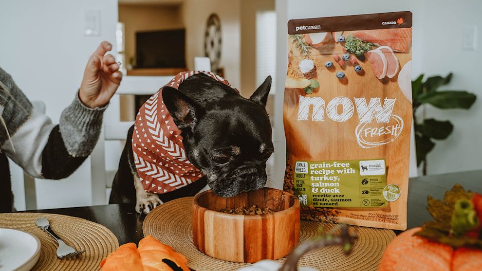 French Bulldog eating Now Fresh kibble surrounded by fall decor