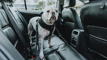 Dog in backseat of car