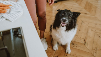 Dog in kitchen with carrots on counter