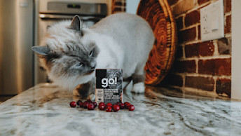 Ragdoll cat looking at Tetra Pak sitting on counter with cranberries