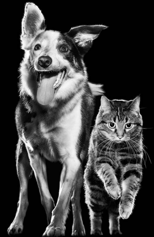 Black and white dog and cat leaping into the air