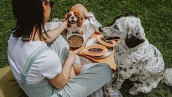 Two dogs and owner having picnic with papaya