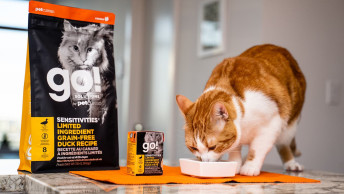 Orange and white cat eating from dish on counter beside GO! SOLUTIONS SENSITIVITIES Limited Ingredient Grain-Free Duck Recipe kibble and wet food