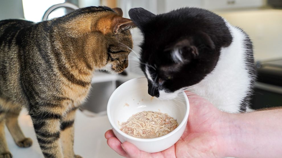 Cats on counter eating from bowl of wet cat food