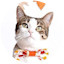 Cat wearing a bow tie