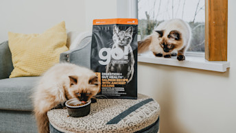 Two ragdoll cats sitting by window in living room eating GO! DIGESTION + GUT HEALTH recipe