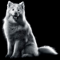 Black and white Samoyed sitting with mouth open