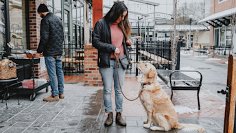 Golden Retriever dog sitting on leash in alley with owner