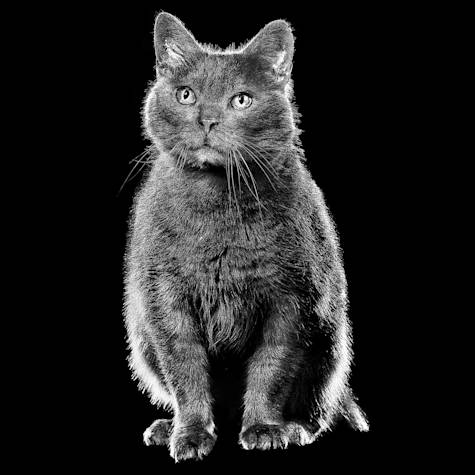 Grey cat sitting