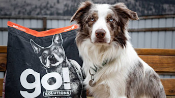 Border Collie sitting outside beside large GO! SOLUTIONS dog kibble bag