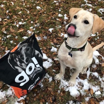 Starke the Labrador Retriever beside bag of GO! SOLUTIONS dry dog food