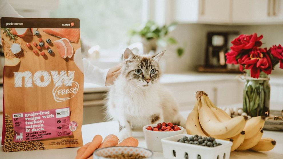 Cat on counter with fresh fruit and bag of NOW FRESH kibble
