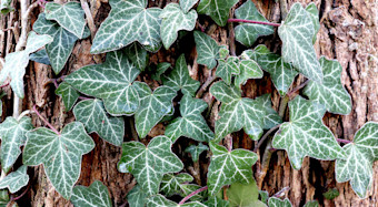 English Ivy
