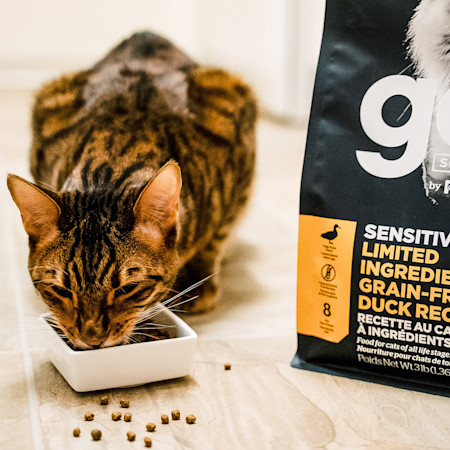 Tabby cat eating GO! SOLUTIONS SENSITIVITIES Limited Ingredient Grain-Free Duck Recipe kibble