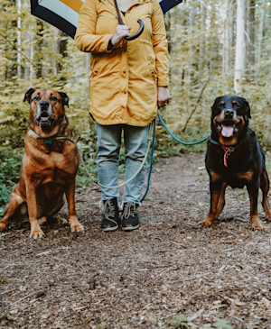 NOW-FRESH-Philosophy-Two-large-dogs-standing-near-their-owner-in-the-rain