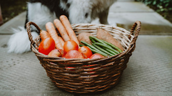 Basket of fruits and vegetables in front of dog