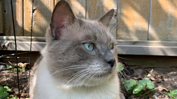 Wolfie the cat success story