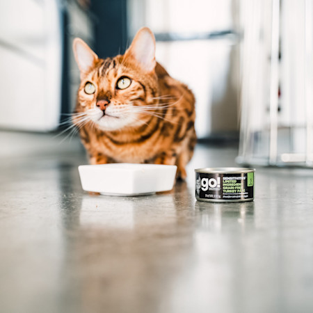 GS Sens Turkey Cat Feeding 0620 EU