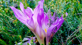 Autumn Crocus