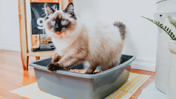 Siamese cat in litter box