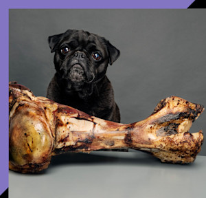 Dog with bone