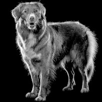 GO-SOLUTIONS-Product-Pet-Image-Dog-Vero