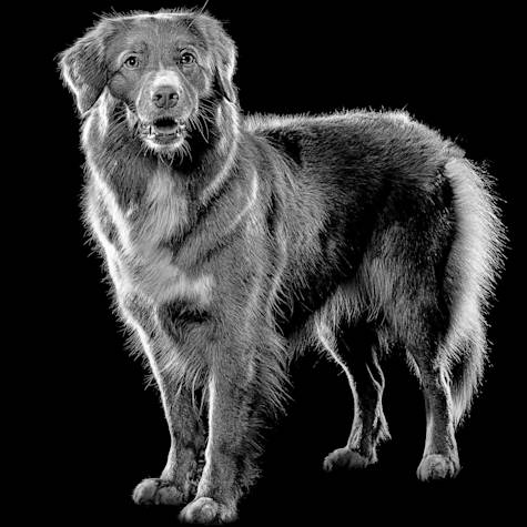 Nova Scotia Duck Tolling Retriever standing in black and white