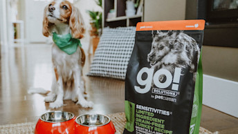 GO-SOLUTIONS-Blog-dog-sitting-next-to-sensitivities-limited-ingredient-grain-free-turkey-recipe-for-dogs