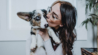 Pet parent giving spotted Corgi a kiss