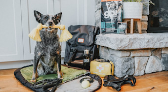Checklist of things to pack when taking your dog camping