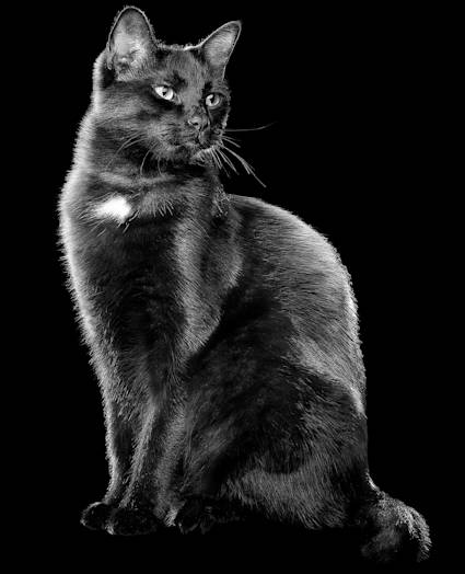 Black cat sitting
