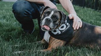 Boxer dog laying in grass