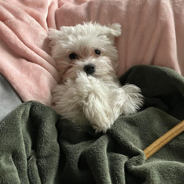 small_white_dog_under_blankets