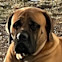 Mastiff dog