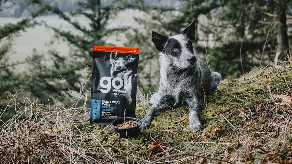 Dog in forest with bag of Go! Solutions dog food