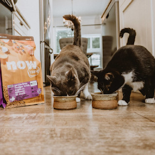 Two cats eating beside NOW FRESH kibble