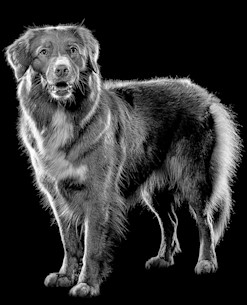 Nova Scotia Duck Tolling Retriever dog standing in black and white