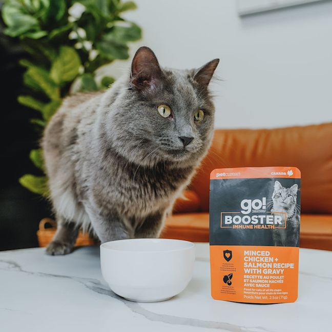 Cat beside Go! Booster Immune Health Chicken + Salmon cat food topper pouch