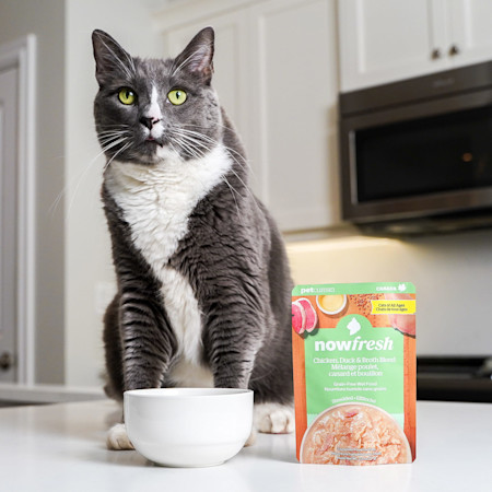 Cat on counter eating Now Fresh Chicken, Duck & Broth Blend wet cat food