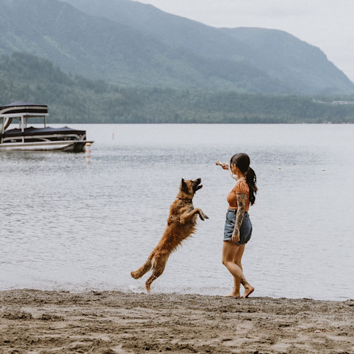 On a beach looking out towards the lake, a wet large brown fluffy dog jumping up to grab a stick owner is holding up