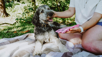 Poodle dog on picnic blanket with pupsicles