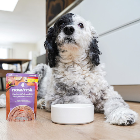 Dog eating Now Fresh Senior Chicken & Salmon Pâté wet dog food