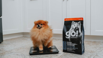 Small brown Pomeranian dog standing on scale beside kibble bag